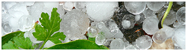 A close up of hail smuggling small growing plants.