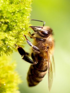 bee-227x300