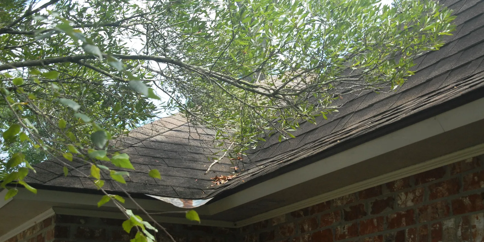 Tree branches growing above a home. They are resting on the roof. The leaves of the tree are green. The roof is gray.