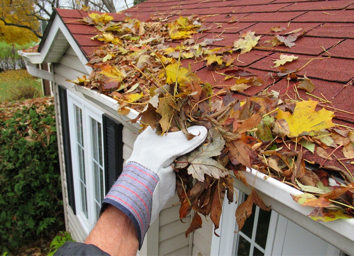 Someone reaching into the gutter of a home and scooping the leaves out. The house is white with black shutters and a red roof. The person is wearing white and gray garden gloves. The leaves are yellow, orange, and brown.