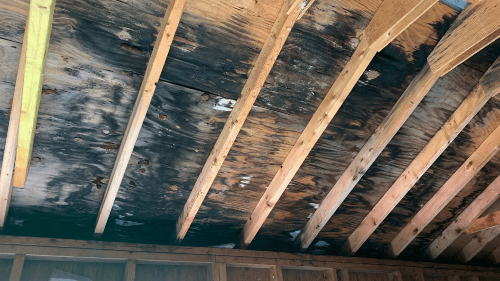 Black mold growing in poorly ventilated attic of house.